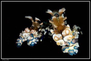 Harlequin shrimp. Darkened background for better effect. by Dray Van Beeck 